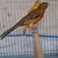 قناری جوجه سرخ. نر.  ۷ ماهه.  تازه مست|پرنده|شیراز, پودنک|دیوار