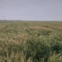 اجاره زمین کشاورزی چم گلک
