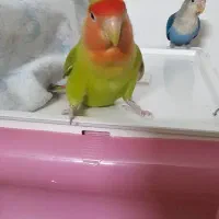 طوطی برزیلی|پرنده|شیراز, جوادیه|دیوار