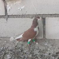 شهری نرو ماده|پرنده|خرمشهر, |دیوار