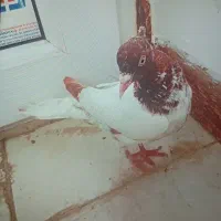 کبوتر کله ای