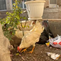 خروس|حیوانات مزرعه|نظرآباد, رسالت|دیوار