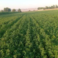یونجه پرس خشک (بسته بندی)