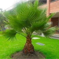 کاشت گل و گیاه خدمات باغبانی درختکاری درخت فروش مو