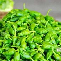 فلفل خوراکی شیرین