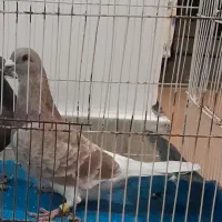 کبوتر گمشده|حیوانات|شیروان (خراسان), |دیوار