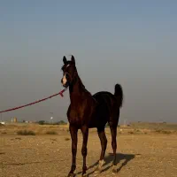 اسب نریان عرب کورسی و زیبایی