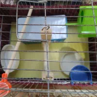 قفس پرنده|لوازم جانبی حیوانات|شاهین‌شهر, گرگاب|دیوار