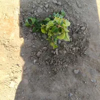 آب چاه و زمین کشاورزی در دلوئی