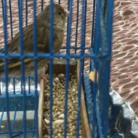 سهره قناری نر|پرنده|قم, قلعه کامکار|دیوار