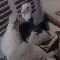 کفتر رنگی|پرنده|سراوان, |دیوار