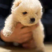 چاوچاو اصلی|سگ|اصفهان, جلفا|دیوار