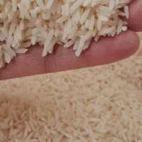 هاشمی   ۲۷کیلو تازه کوبیده از دست کشاورز|خوردنی و آشامیدنی|رشت, پل تالشان|دیوار