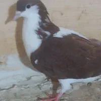 سلام چند تا کفتر|پرنده|بشاریات, |دیوار