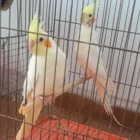 تعدادی عروس هلندی جفت مولد لوتینو و سینامون|پرنده|حبیب آباد, |دیوار