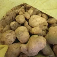 خوراک دام|لوازم جانبی حیوانات|فیروزآباد (لرستان), |دیوار