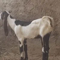 کعره|حیوانات مزرعه|زهک, |دیوار