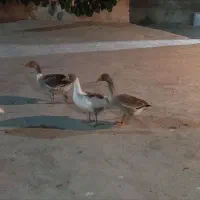 پرنده غاز محلی