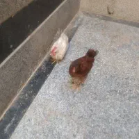 مرغ و خروس زینتی