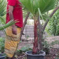 نخل پالم و رز رونده