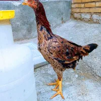 لاری ۴ماهه نصل دار و بوقلمون نر