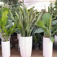 گل لوکس کادویی کد ۳۰۰۱|گل و گیاه طبیعی|تبریز, |دیوار