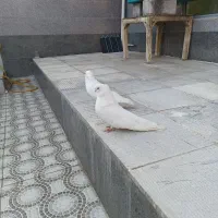 سفید چشم سفید کشیده