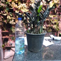 زاموفیلیا سوپر بلک