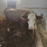 گاولیموزین