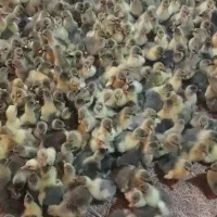 خرید و فروش جوجه غاز  خرده و عمده