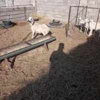 فروش دوراس بره ماده افشاری وشیرازی