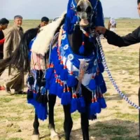 افسار اسب کله اوسار  کله گیر اسب