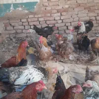 ۱۷عددغاز۵۰عددمرغ وخورس|حیوانات مزرعه|قزوین, |دیوار
