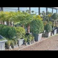 خدمات باغبان باغبانی تعویض خاک گلدان درخت نهالستان|خدمات باغبانی و درختکاری|تهران, تجریش|دیوار