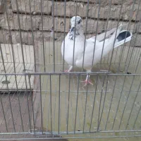 کبوتر|پرنده|اصفهان, شهشهان|دیوار