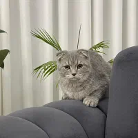 گربه اسکاتیش نر دبل فولد (جفت گیری)