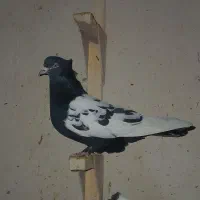 ماده سینه سیاه
