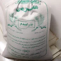 گندم دیم سم زده بهاره