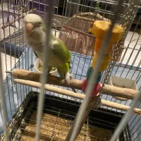 طوطی راهب نر ۱۴ ماهه سالم و رقاص