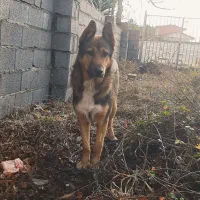 ژرمن نگهبان|سگ|چالوس, |دیوار