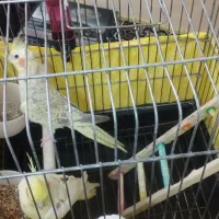 عروس هلندی|پرنده|ری, شهید غیوری (ابن باویه)|دیوار