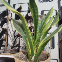 زامفولیا- سانسوریا-شمشیری کوتاه|گل و گیاه طبیعی|بندر ماهشهر, |دیوار