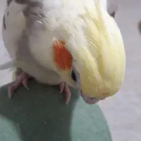 عروس هلندی ماده آرام دوستداشتنی که اسمش آرام|پرنده|فومن, |دیوار