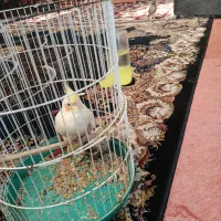 دو جفت عروس هلندی