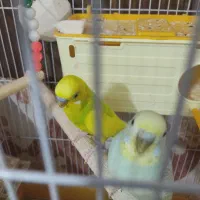 مرغ عشق جفت با 3 عدد جوجه