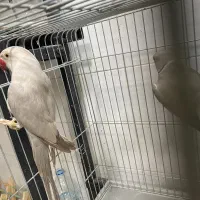 طوطی کاسکو ملنگو شاه طوطی گرینچیک