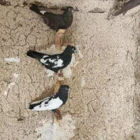کفتر ماده بهبهونی|پرنده|ارسنجان, |دیوار