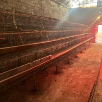 قفس منبری مرغ تخمگذار|لوازم جانبی حیوانات|ری, فیروزآباد|دیوار