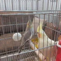 عروس هلندی|پرنده|یزد, |دیوار