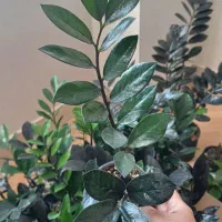 فروش گل طبیعی